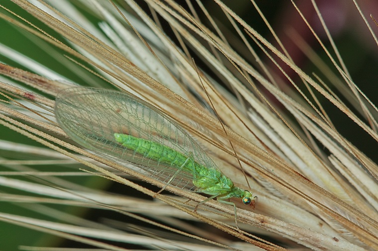 Chrysoperla da Malta